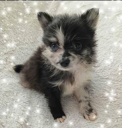 Pomeranians (Jacksonville)63682051624321121