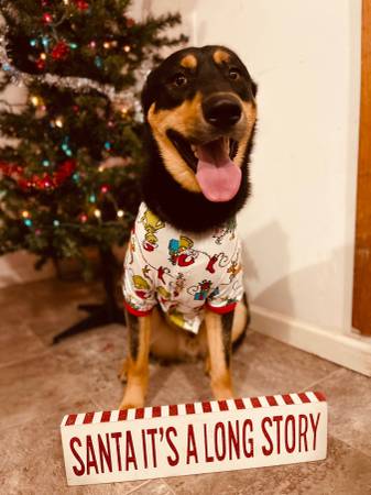 2 yr old fixed Make German Shepherd 1