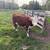 Hereford Heifers 5 thumbnail