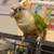 Super tame conure 2 thumbnail