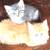 Cute kittens 6 thumbnail