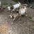 Buck kid (intact) 1 thumbnail
