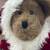 Boyd's Bear - Santa "Claus Kringleberry" 3 thumbnail