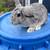 Weaned rabbits 13 thumbnail