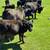 DNA Tested, Parent Verified Fullblood Aberdeen Angus Bull Calves 3 thumbnail