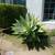 Large 5 ft succulent 1 thumbnail