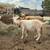 7 Nigerian goats for sale 1 thumbnail