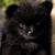 Teddy Bear Pomeranian 1 thumbnail