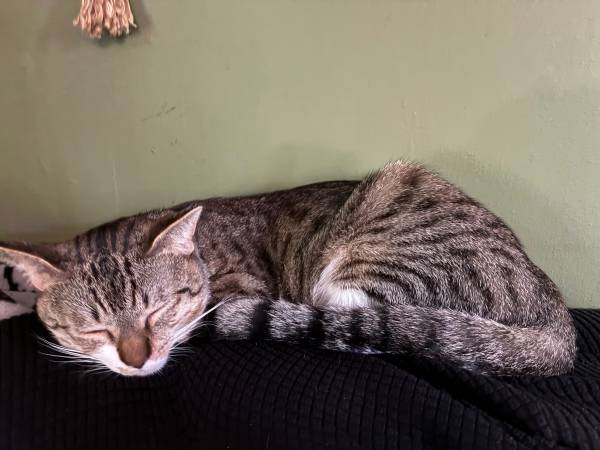 1 year old cat544262194882816002
