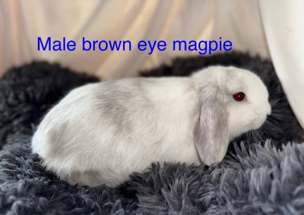 Baby bunnies (Oceanside)63819964728707121