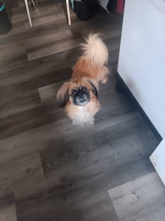 Pekinés macho (Warrensburg)582006953582284801