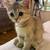 Cat food 3 thumbnail