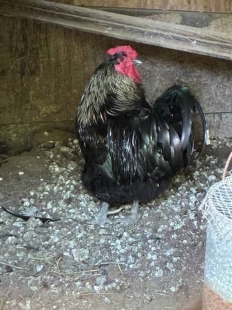 Rooster 1