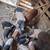 Piglets,  hogs, sow, feeder pigs 3 thumbnail