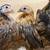Serama bantam chickens 3 thumbnail