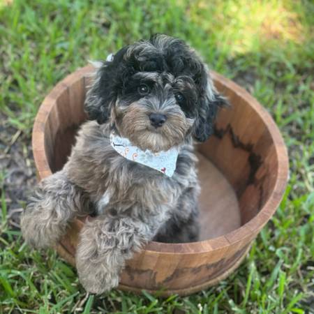 Rehoming cockapoo male puppy (North Richland Hills)