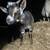 Goat goats bucklings weened ready billy goat dairy meat farm 6 thumbnail