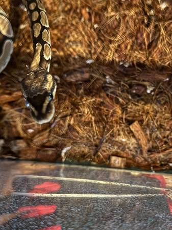 Normal ball python 1