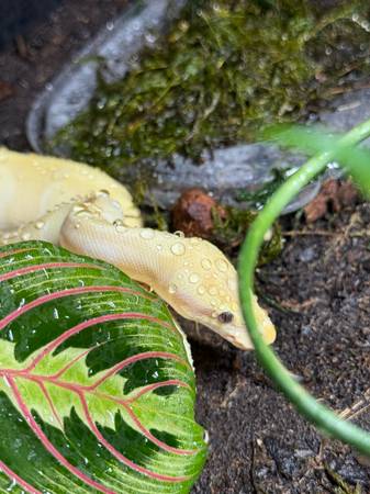 Rehoming ball python (Santa Rosa)64188536611969121