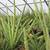 ●●●●●RARE LARGE SANSEVIERIA SALE! 2 thumbnail