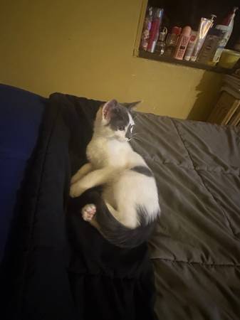 Cute Cat (Brooklyn)