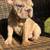 French bulldog big rope 3 thumbnail