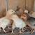 Buff Oringtons Chicks 2 thumbnail