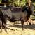 Black Brangus Replacement Heifers 2 thumbnail