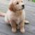 GorgeousAvailable Retriever 1 thumbnail