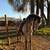 Horse 2 thumbnail