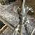 Tama Snare Stands,  Mapex Cymbal Stand 3 thumbnail