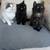 Longhair Kittens 3 thumbnail
