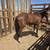 Caballo 3 años 2 thumbnail