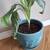 Easy to Grow Houseplants Including Large Pots - Only $20 Each! 3 thumbnail