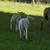 Katahdin Rams 5 thumbnail