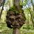 🌳=💰 Burl Trees/logs wanted for cash🌳=💰 6 thumbnail