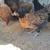 Pullets (SOLD) 1 thumbnail