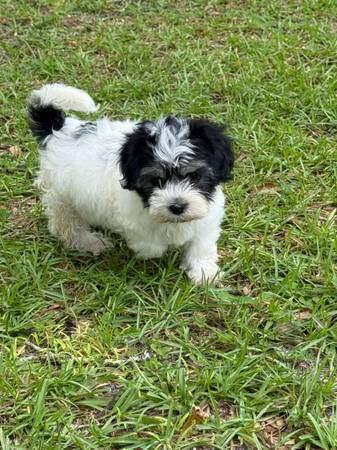 Pixie pups524511772987238401