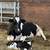 Super Friendly Holstein Heifer Calf 1 thumbnail