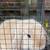 Bunny 3 thumbnail