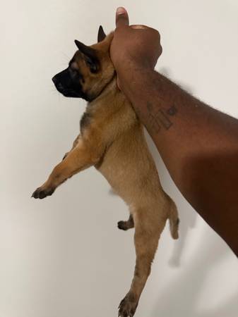 Belgian malinois585829261184880643