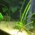 Leopard Jungle Vallisneia aquarium plants 2 thumbnail