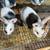 Harlequin bunnies 8 thumbnail