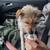 Small Terrier Mix 3 thumbnail