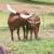 Heffer  born 5/23/25 2 thumbnail
