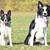 Dog Training 7 thumbnail
