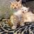 Kittens!!!! 4 thumbnail