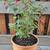 Hardy Fuchsia Plants 4 thumbnail