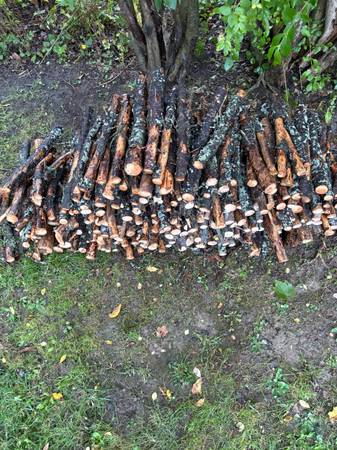 Fire wood 1