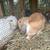 Rabbit breeding pairs 1 thumbnail